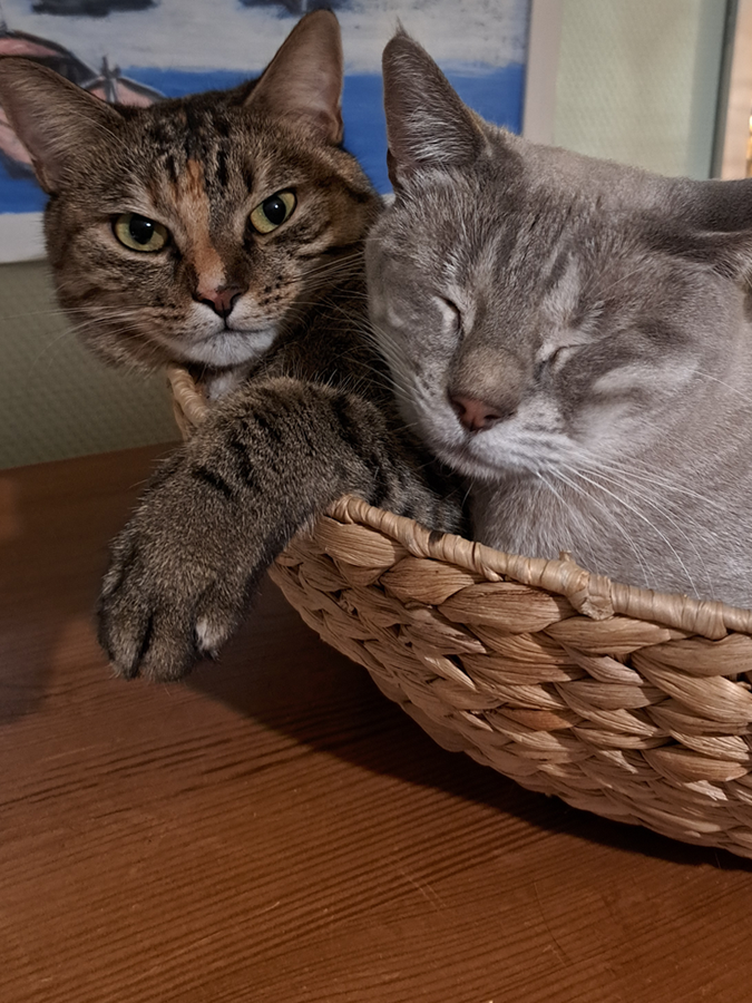 Bentley en Suzy in een mandje