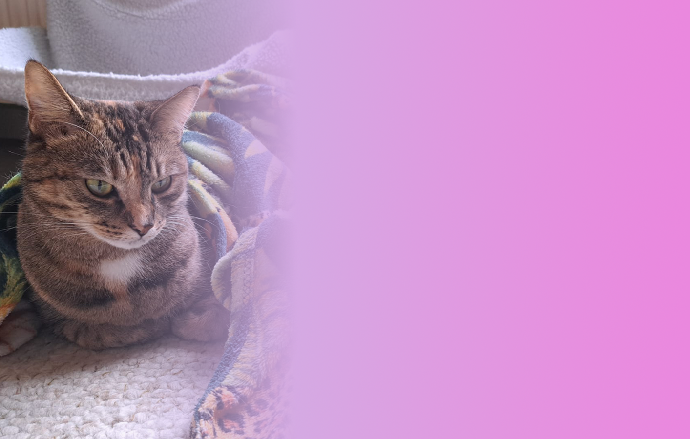Een kat ligt rustig en ontspannen